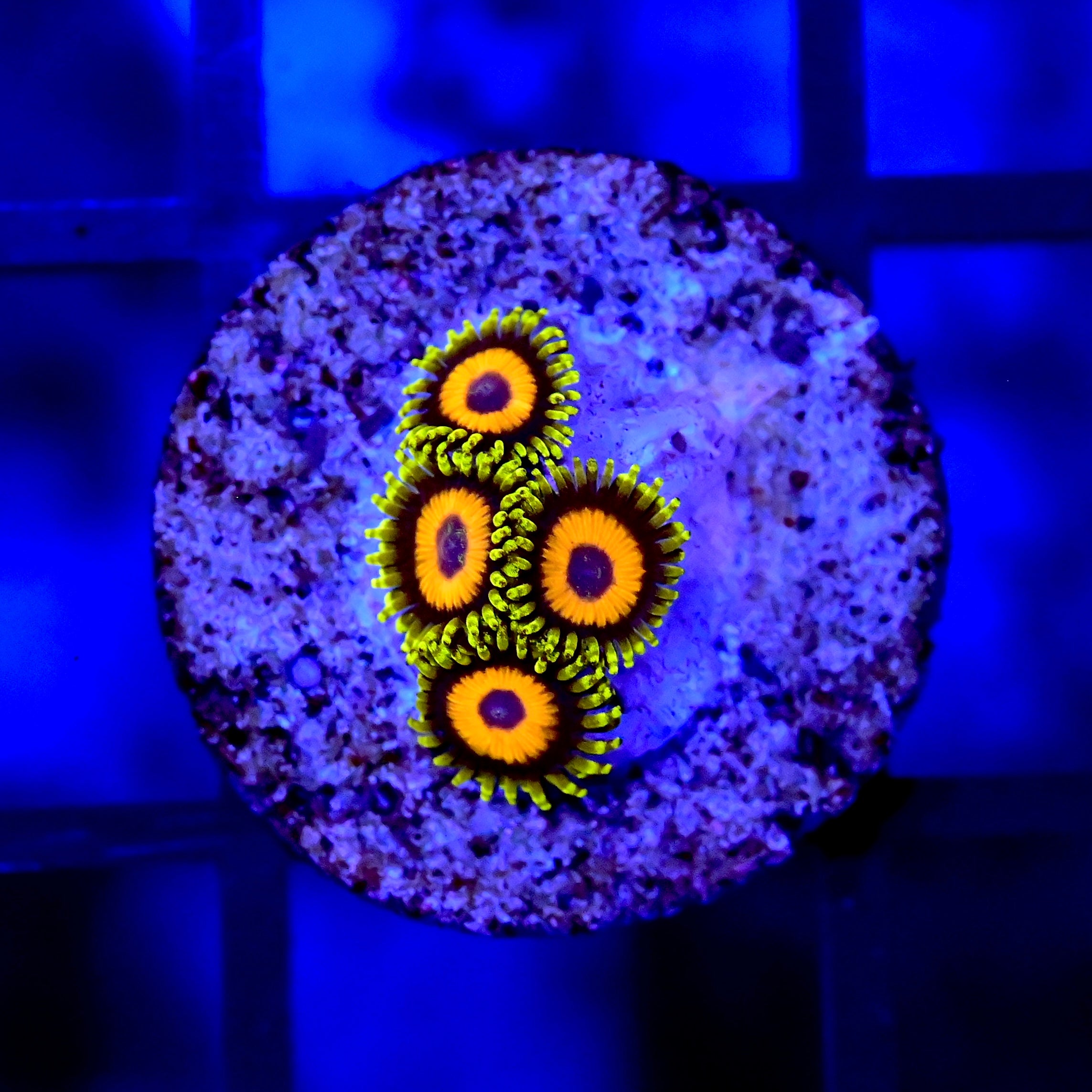 Jungle Juice Zoa – Reef Reserve