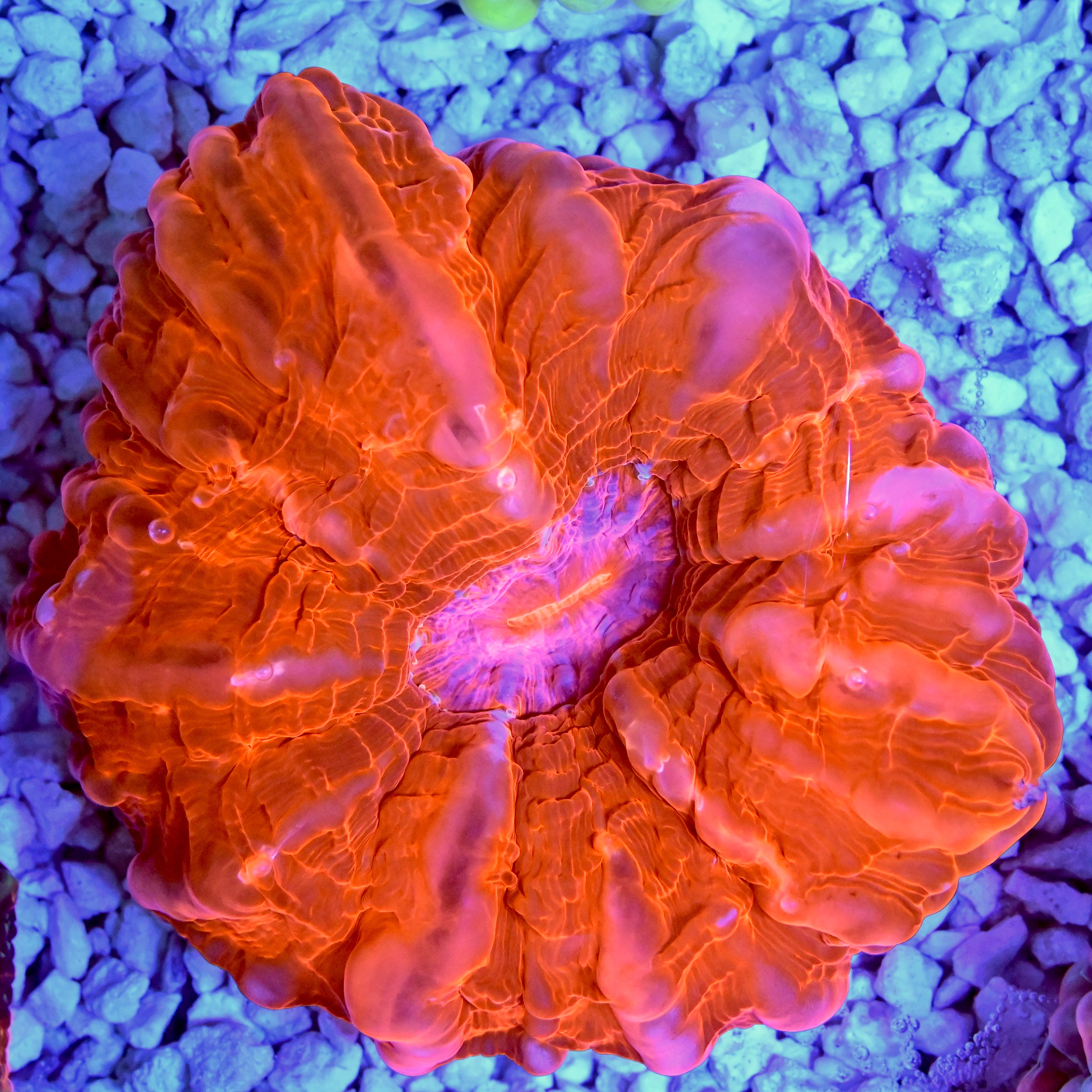 Red Cynarina 1E - WYSIWYG main image 0