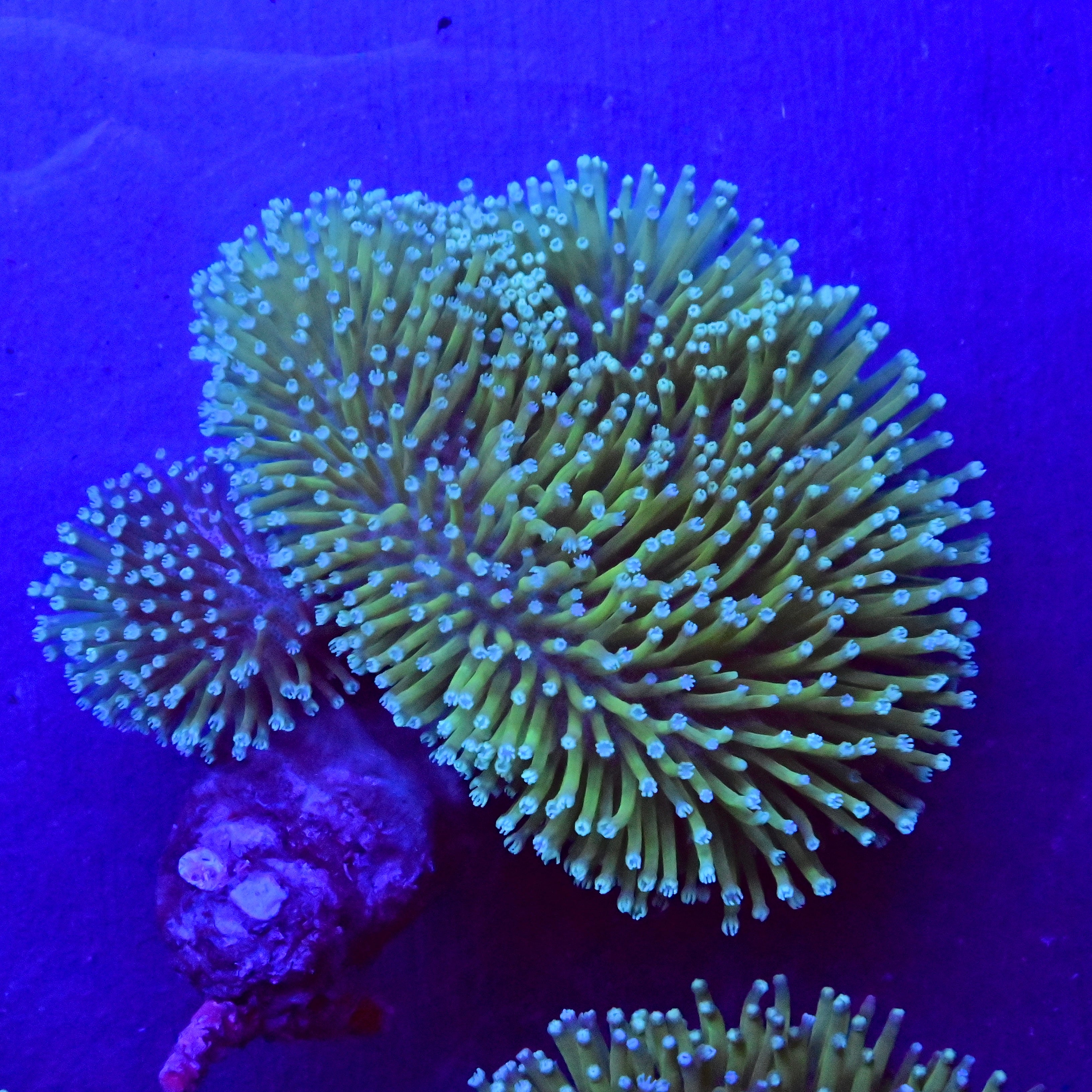 Toadstool Reef Toadstool – Reef Reserve