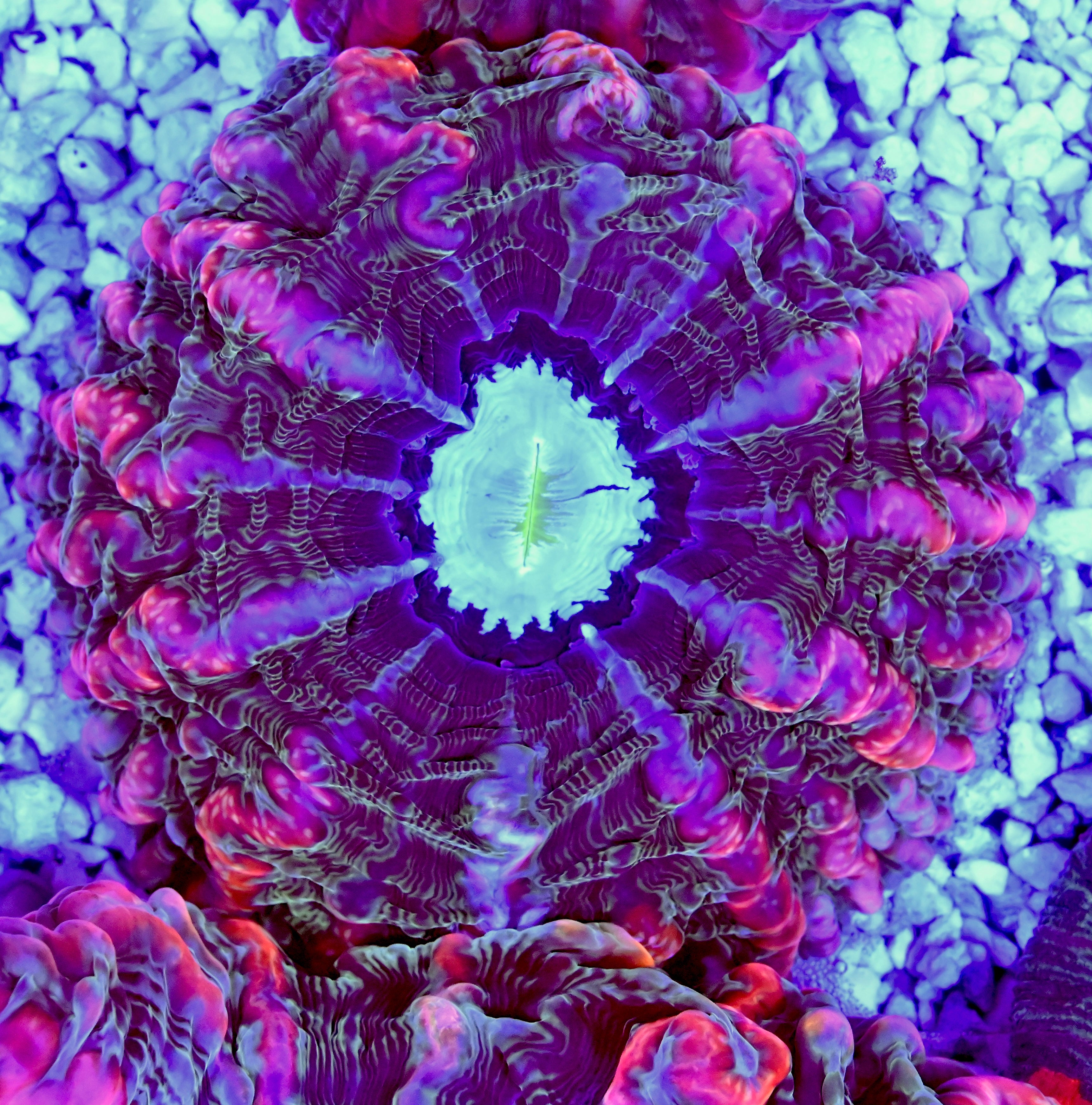 Ultra Indophyllia – Reef Reserve