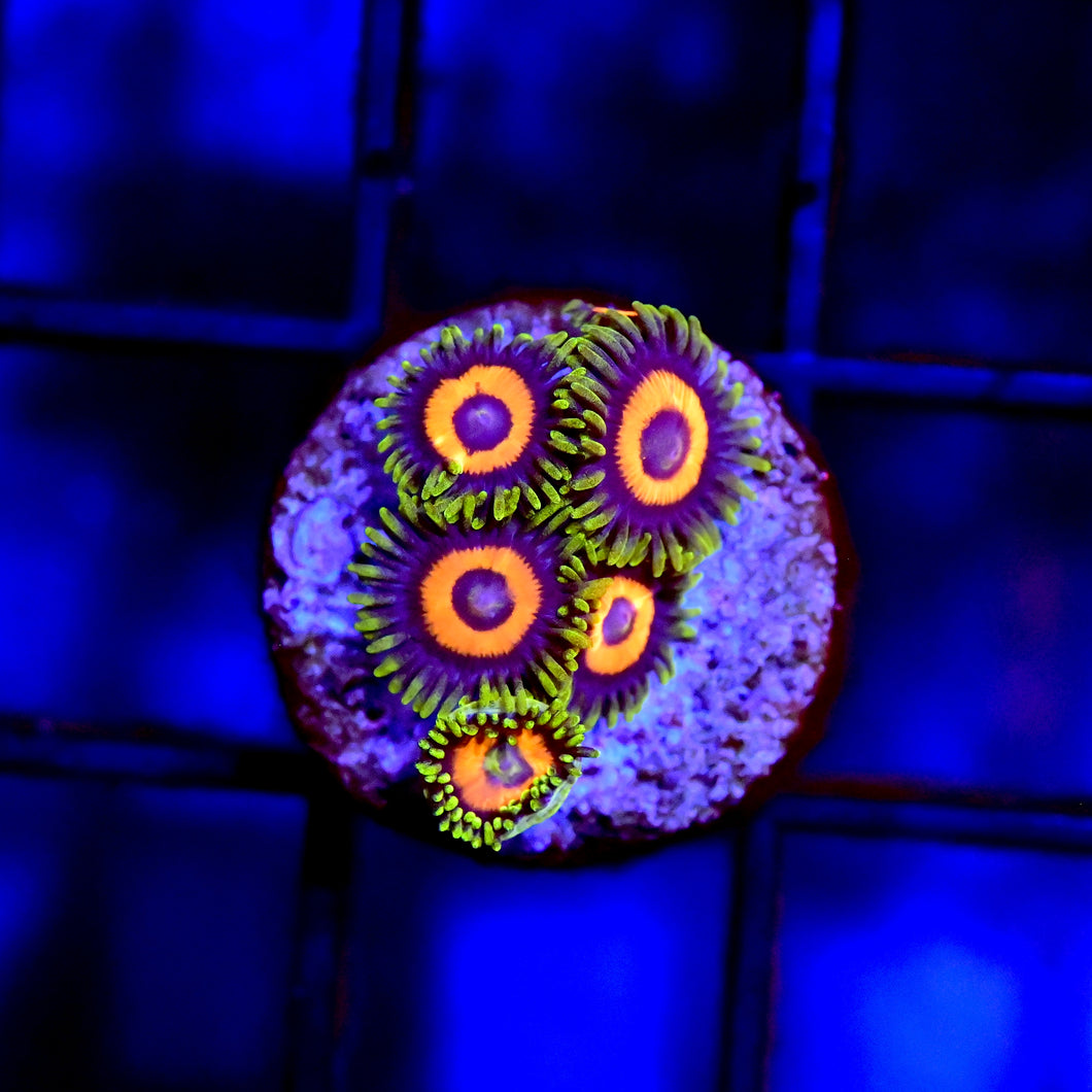 Whamming Watermelon Zoa